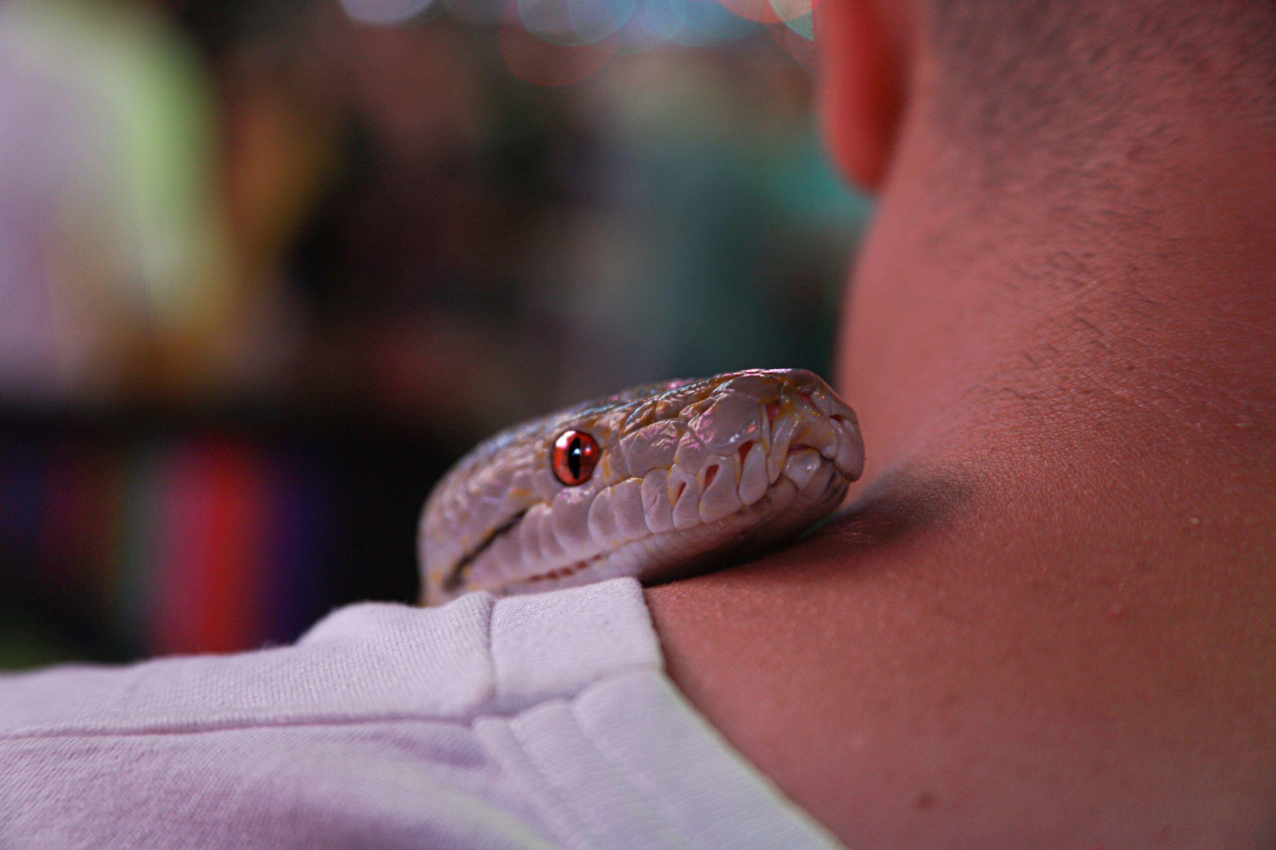 Sonhar com cobra: o que significa? | Zenklub